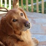 What Are the Advantages of a Golden Retriever? - Pros and Cons